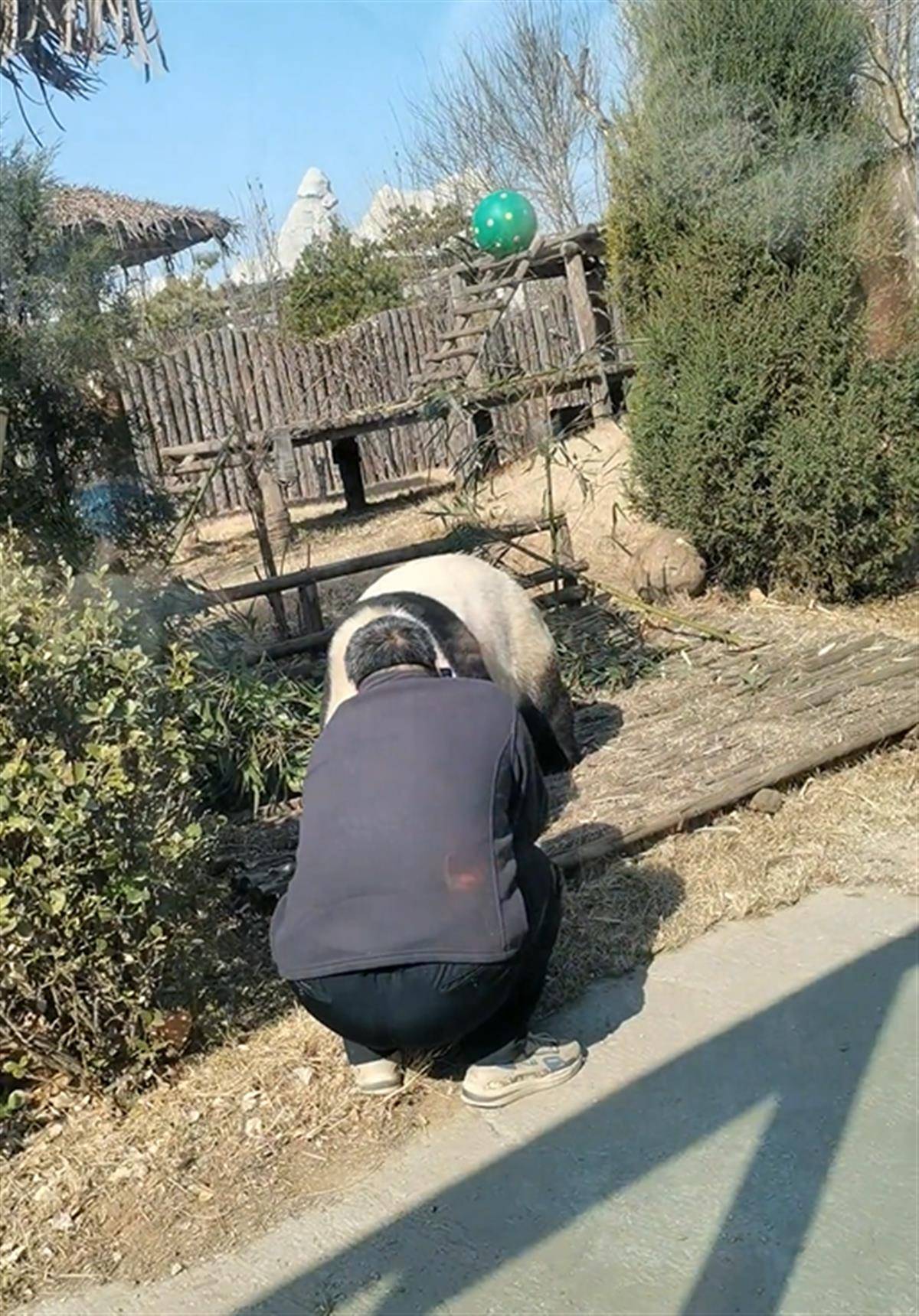 浮生苹果版:游客私自翻进园内逗大熊猫，园方：不知他怎么进去的，当时就被警方带走