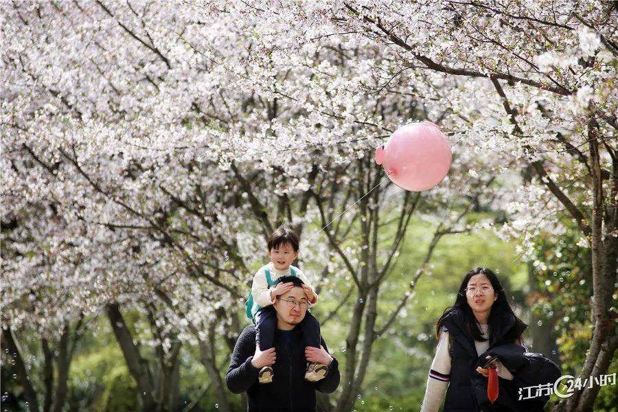 樱花校园mod版苹果:江苏24小时·滚动推送|南京市：金陵风筝会百“鸢”竞飞-第20张图片-太平洋在线下载