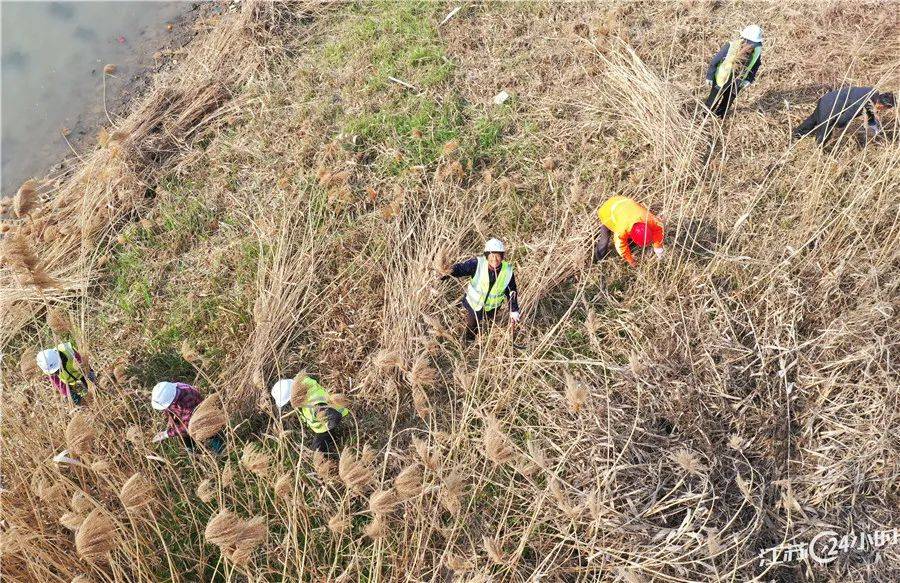 樱花校园mod版苹果:江苏24小时·滚动推送|南京市：金陵风筝会百“鸢”竞飞-第26张图片-太平洋在线下载