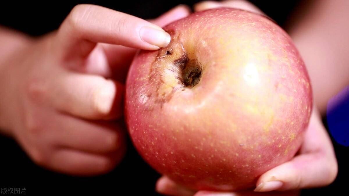 真的洛克王国苹果版:苹果局部腐烂，真的不能再吃！