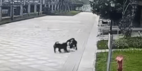 被狗咬伤的成都女童仍未苏醒：别让恶犬在城市撒野