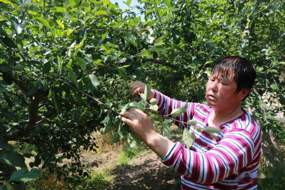 果业企业苹果丰收的新闻稿秋苹果丰收农民园里采摘忙纪实