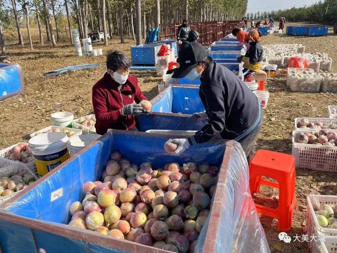 果业企业苹果丰收的新闻稿秋苹果丰收农民园里采摘忙纪实-第2张图片-太平洋在线下载