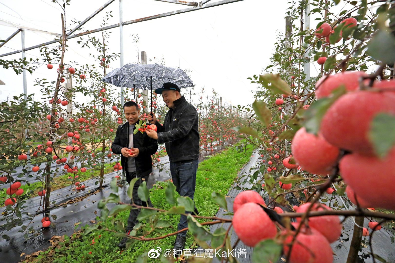 洛川苹果今日新闻洛川苹果产业发展现状-第2张图片-太平洋在线下载