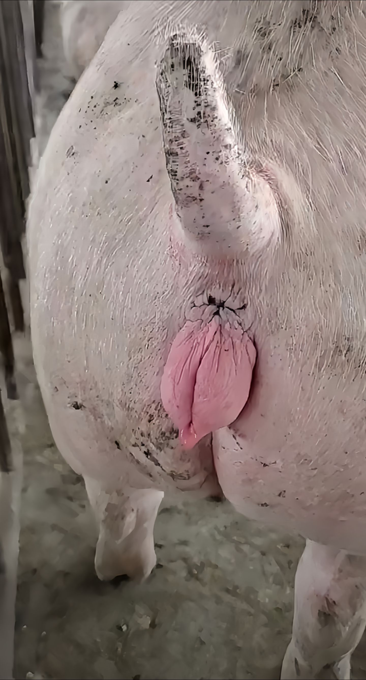 JJ拱猪手机版(单机游戏拱猪手机版)