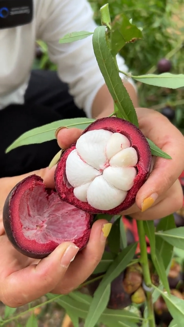 山竹视频安卓免费版下载(山竹视频下载安装 app)