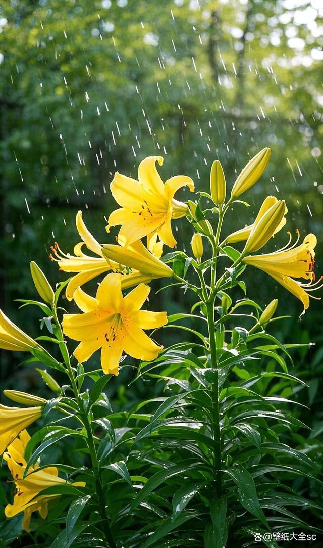 百合网下载手机版(百合网下载手机版最新版)