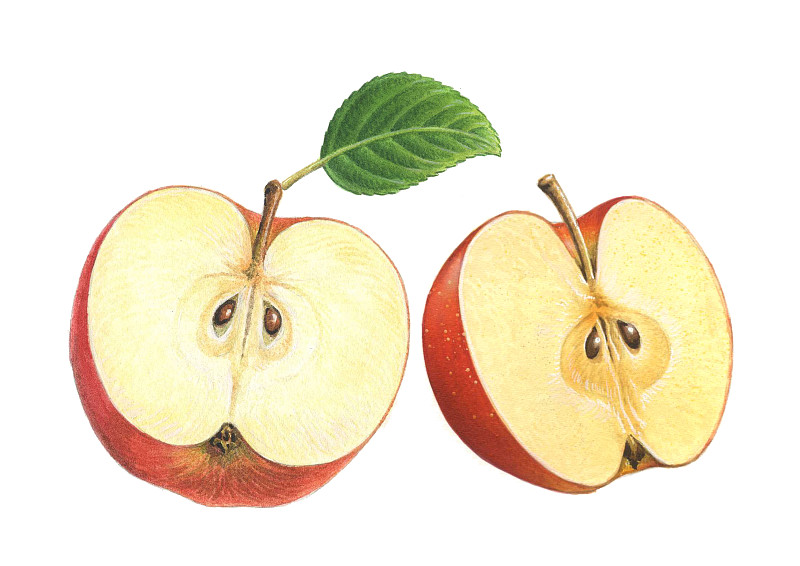 苹果画版(苹果画板是什么产品)-第1张图片-QuickQ官网 苹果画版(苹果画板是什么产品)-第1张图片-QuickQ官网