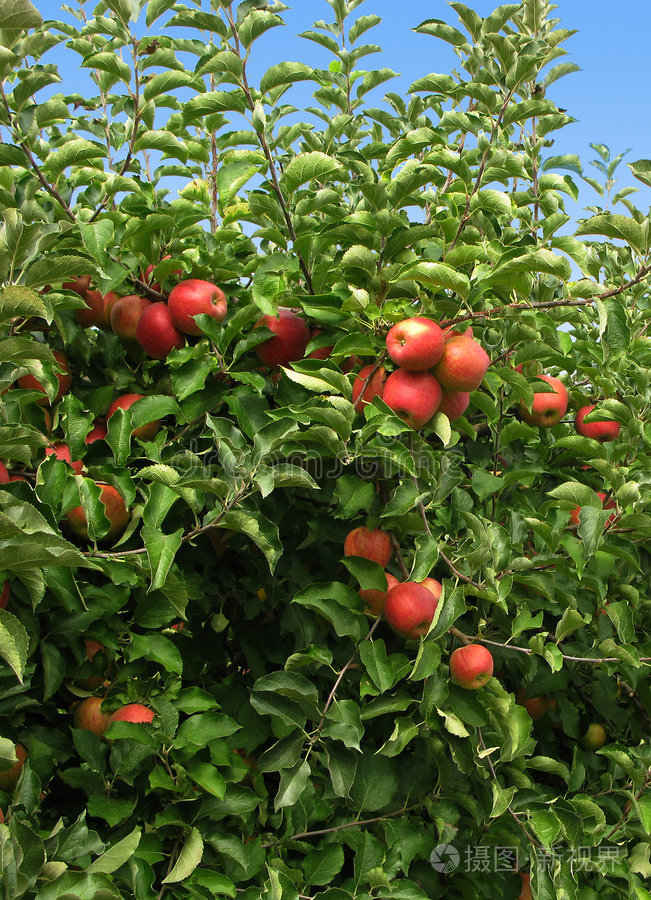 苹果商用版(apple chancery能商用嘛)-第4张图片-QuickQ官网 苹果商用版(apple chancery能商用嘛)-第4张图片-QuickQ官网