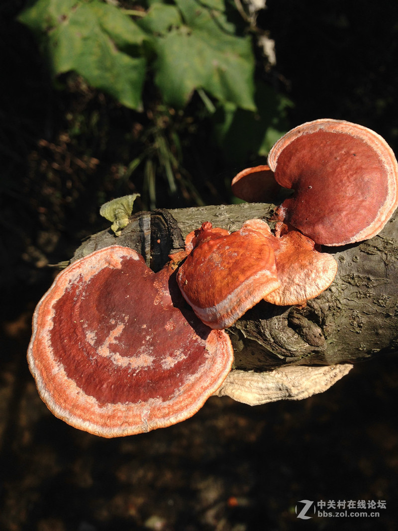 蘑菇苹果版(蘑菇app下载安装苹果)-第5张图片-QuickQ官网