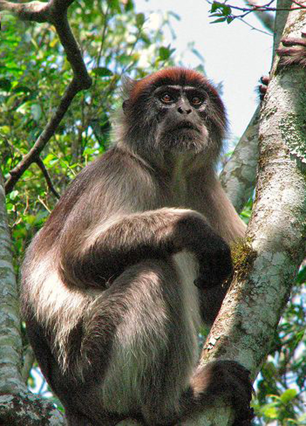 苹果版皮猴(皮猴ios版)-第3张图片-QuickQ官网 苹果版皮猴(皮猴ios版)-第3张图片-QuickQ官网